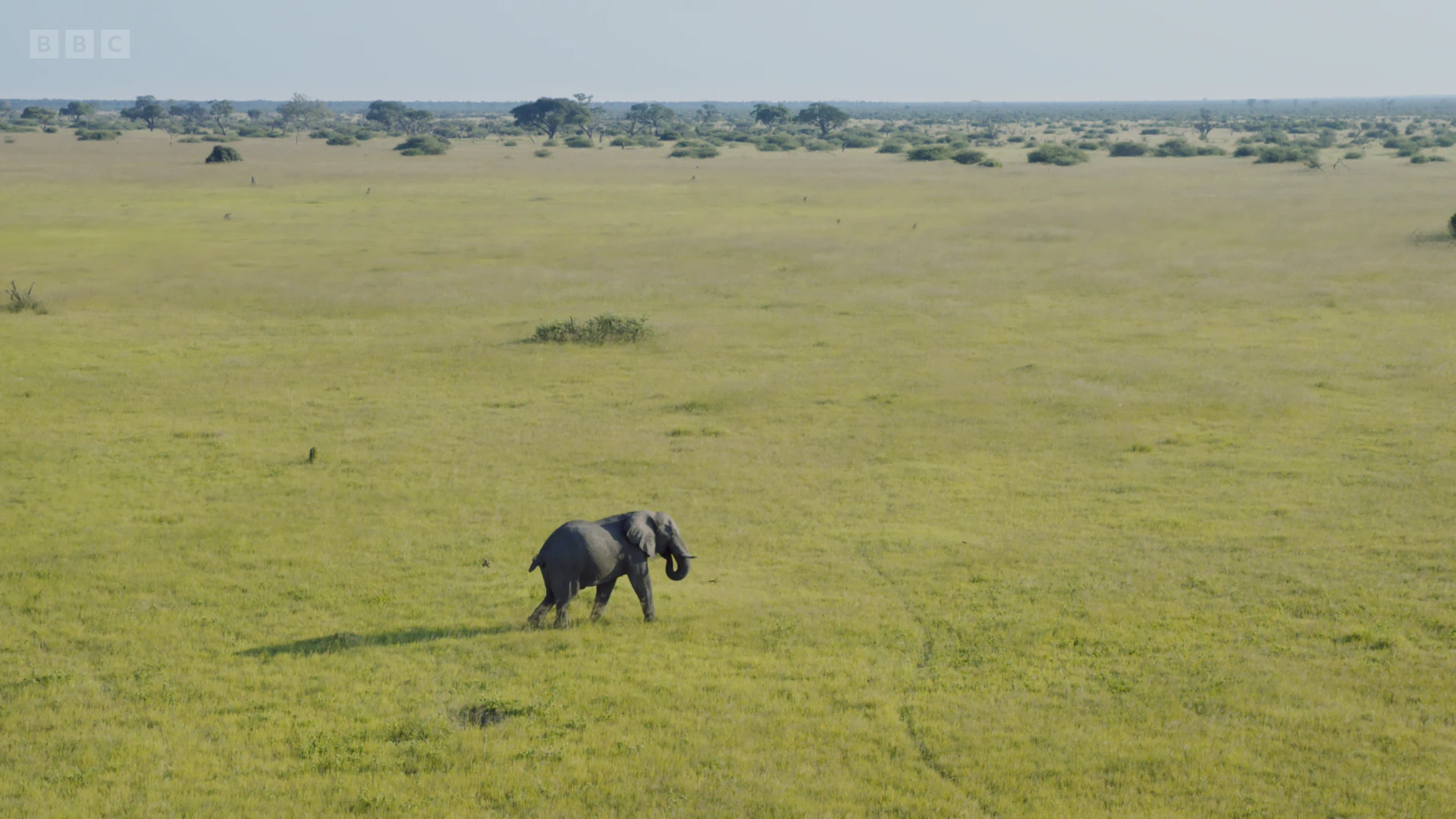 African bush elephant (Loxodonta africana) as shown in Planet Earth II - Grasslands